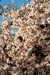 name image #4283