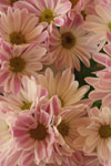 My Stock Photography image #4285