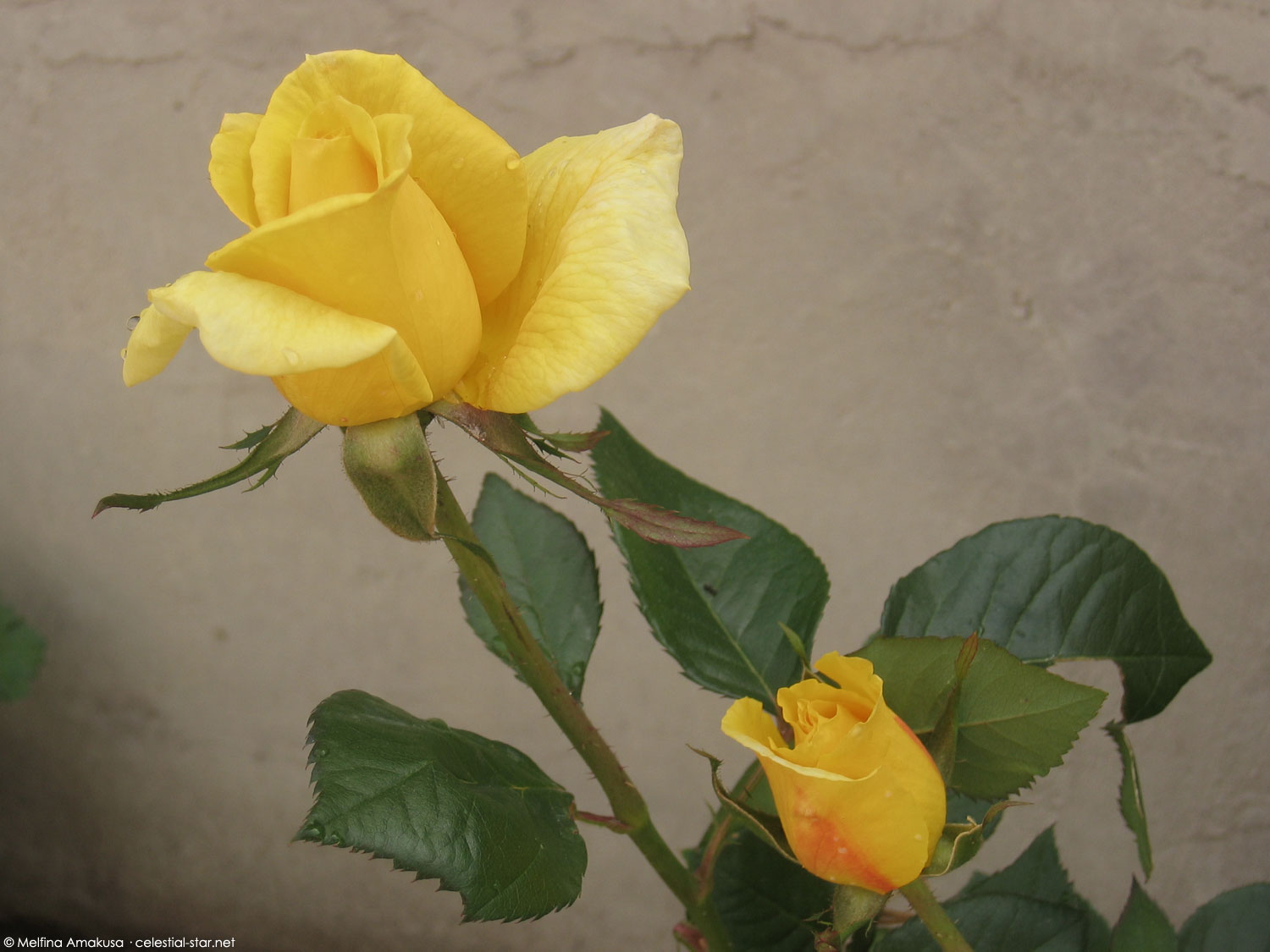 My Stock Photography image by Melfina