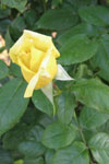 My Stock Photography image #4300