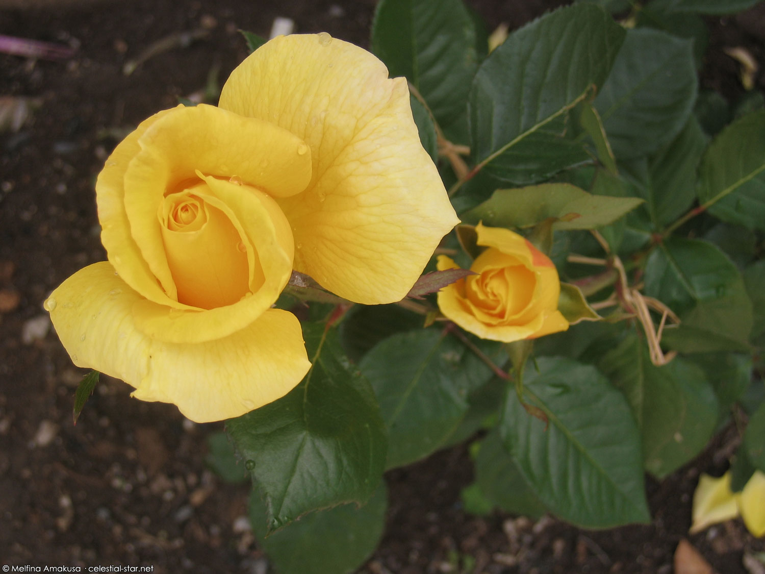 My Stock Photography image by Melfina